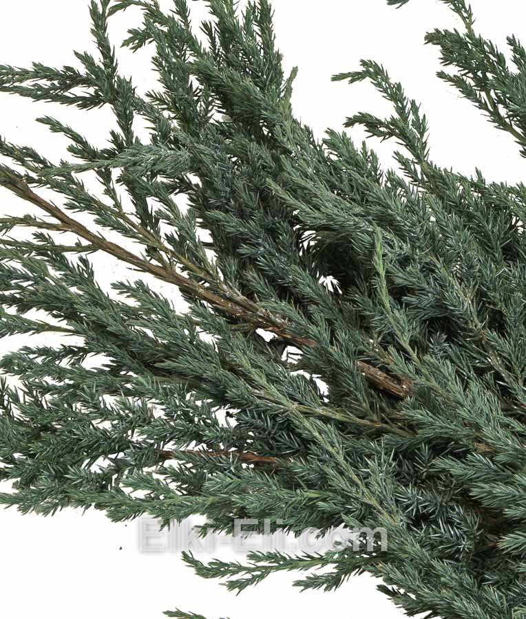 Можжевельника Блю Карпет, фото хвои