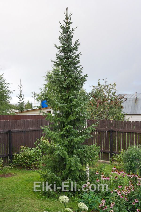 Ель Сербская