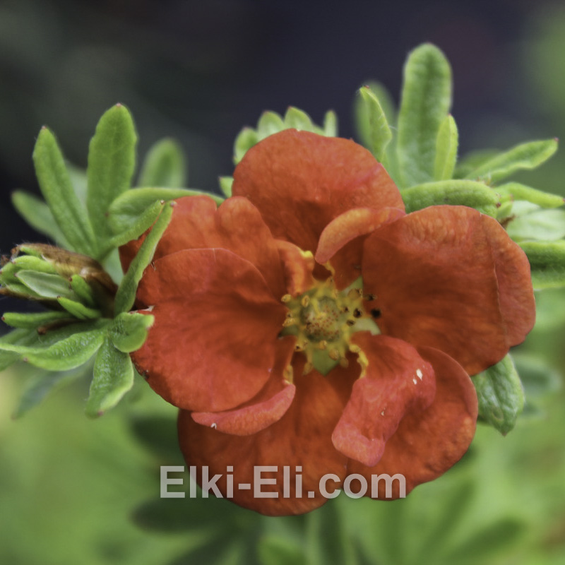 Лапчатка кустарниковая Red Ace в горшке, фото Лапчатка кустарниковая Red Ace в горшке, фото