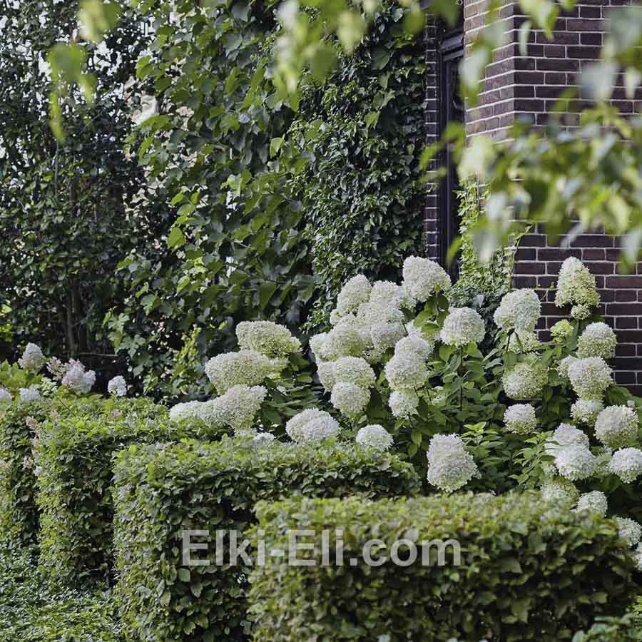 Гортензия метельчатая Polar Bear в горшке, фото в ландшафте