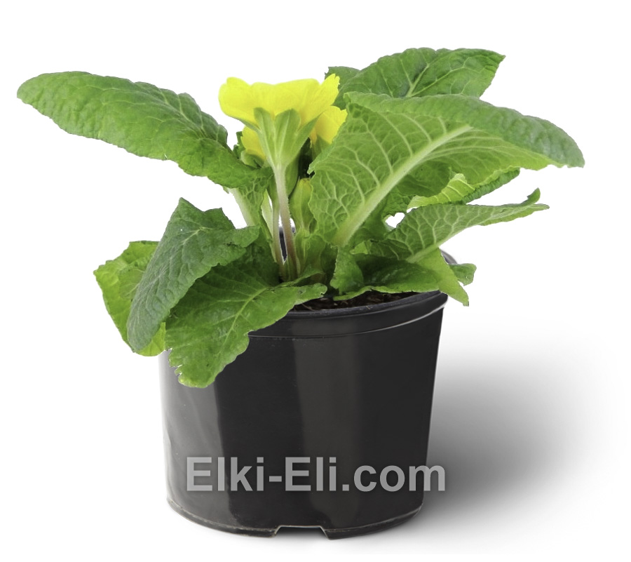 Примула желтая, фото