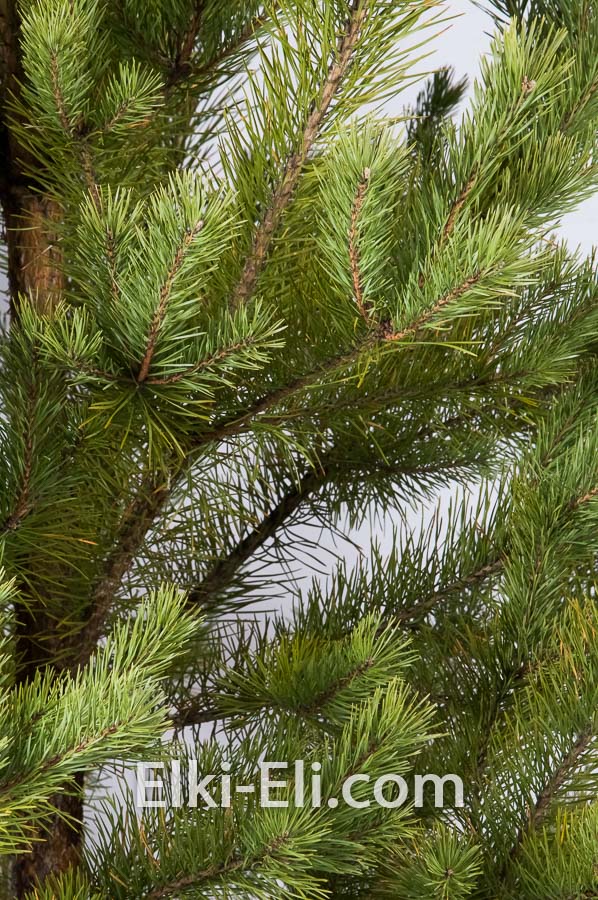 Сосна обыкновенная (Русская сосна), живое новогоднее дерево в питомнике, фото