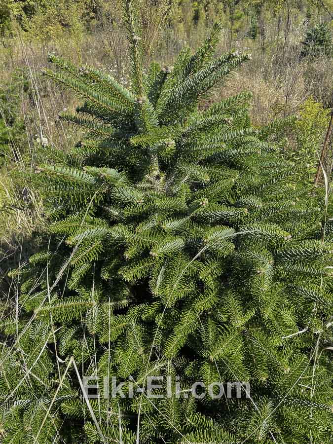 Пихта Кавказская в питомнике, фото
