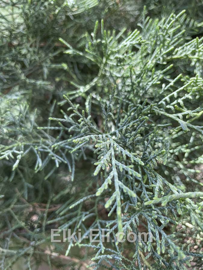 Можжевельник виргинский Grey Owl, фото хвои Можжевельник виргинский Grey Owl, фото хвои