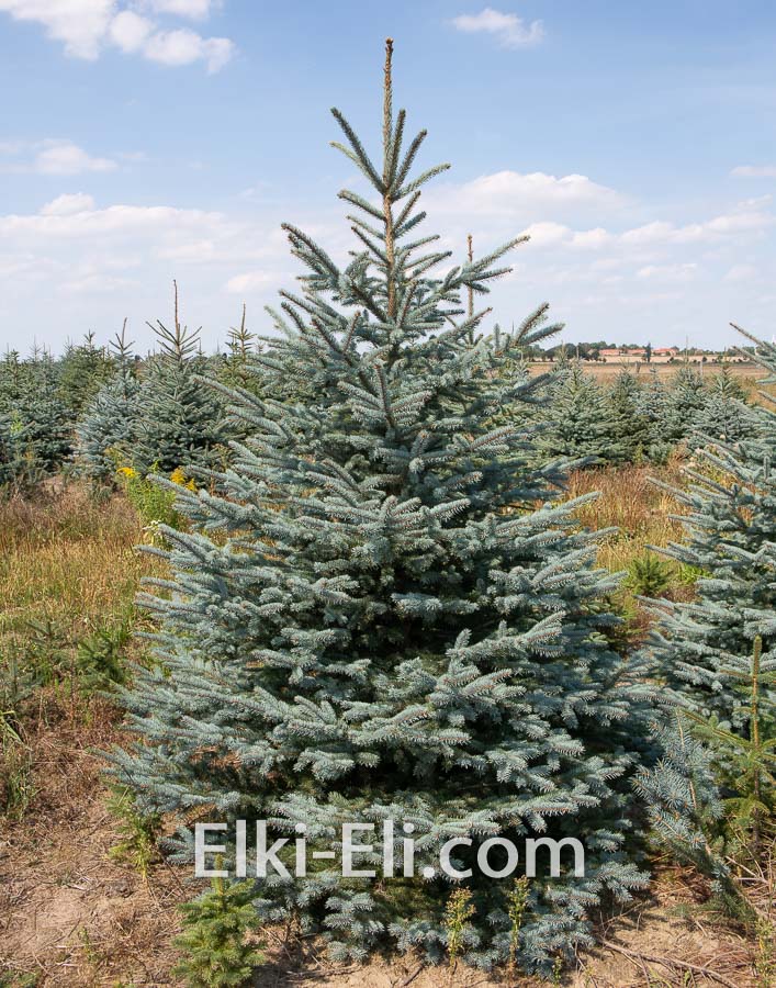 Ель колючая глаука (голубая), живое новогоднее дерево в питомнике, фото