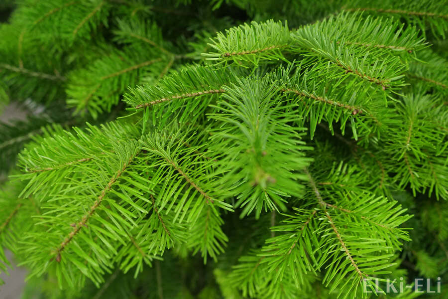 Лапник сибирской пихты