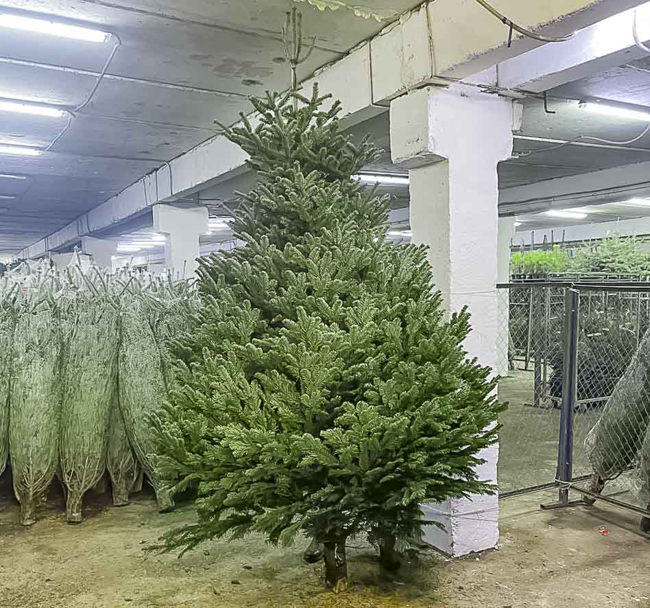 В продаже появились большие ёлки!