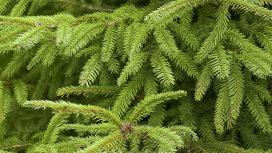  Свежий еловый лапник уже в продаже!