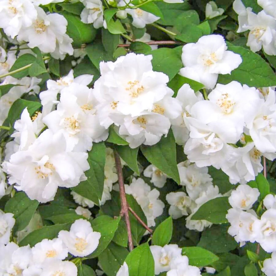 Соцветия чубушника Mont Blanc