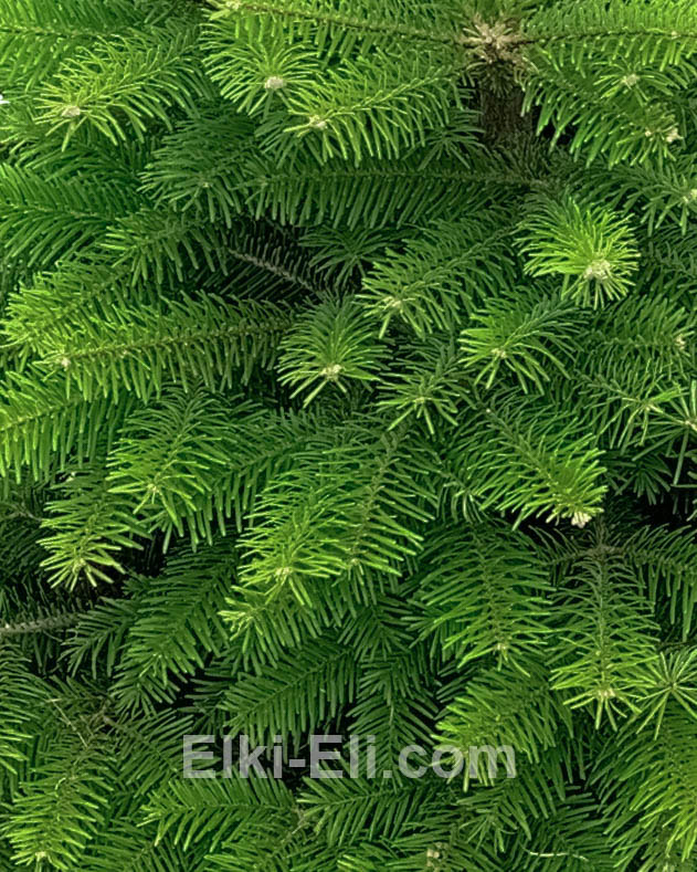 Пихта Турецкая (Пихта Бормулиана), фото хвои