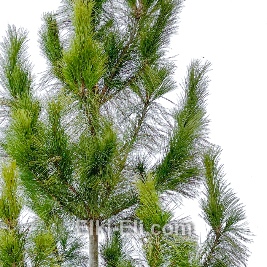 Кедр сибирский, фото хвои