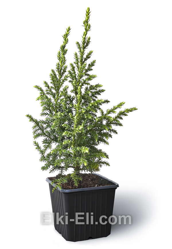 Можжевельник Пинга Loderii 20-40 см