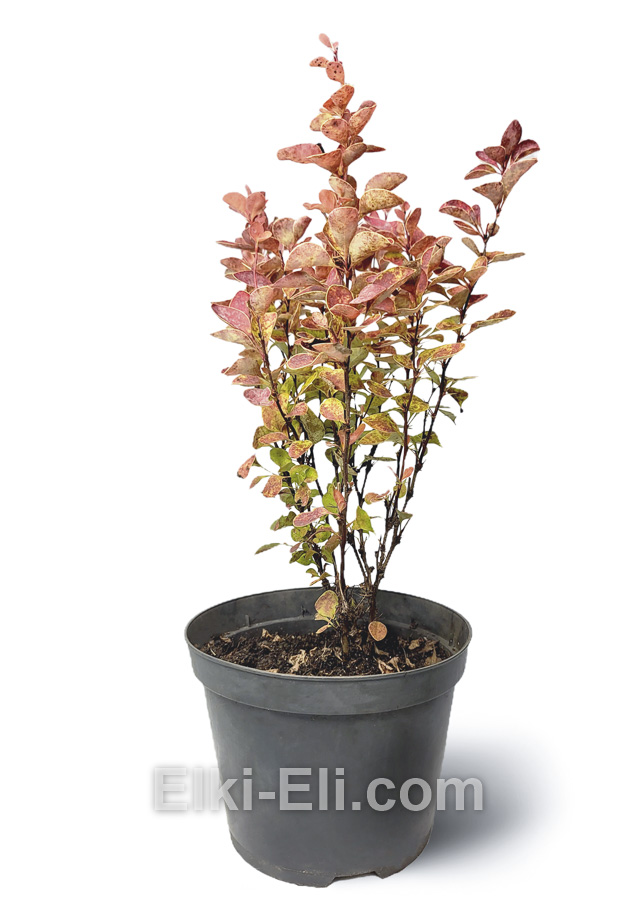 Барбарис Тунберга ‘Orange Ice’ 20-60 см