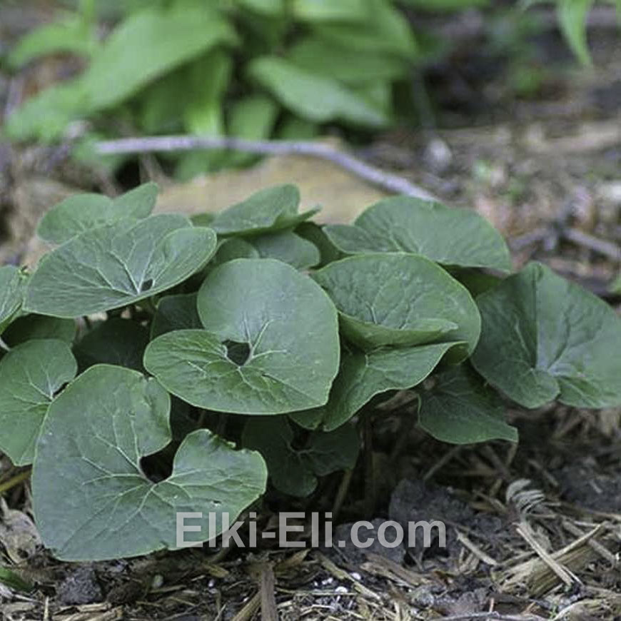 Копытень европейский в ландшафте