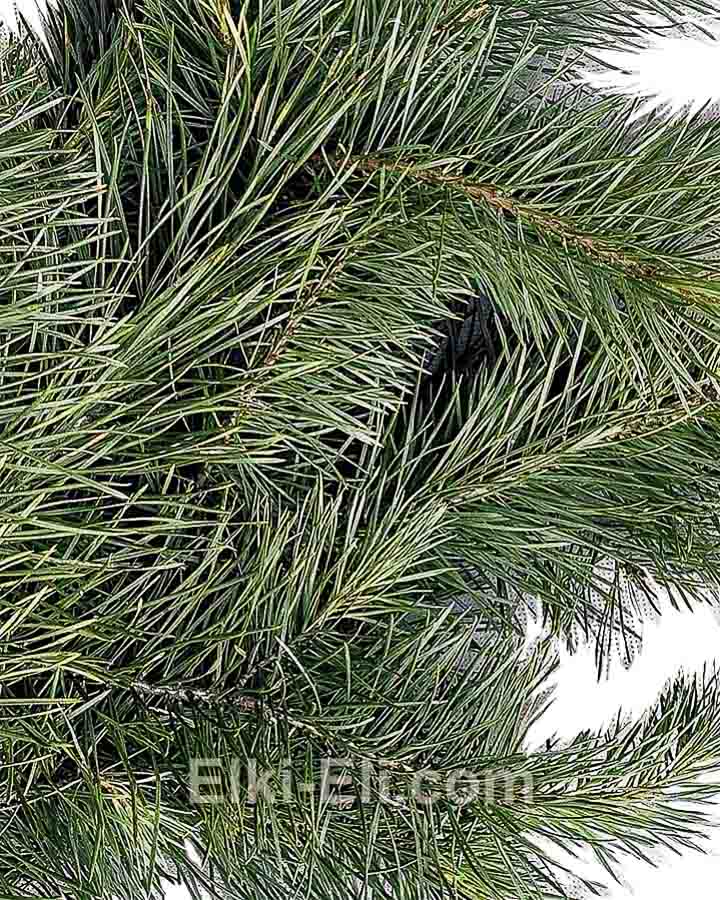 Лапник (ветки) русской сосны для декорирования, фото хвои
