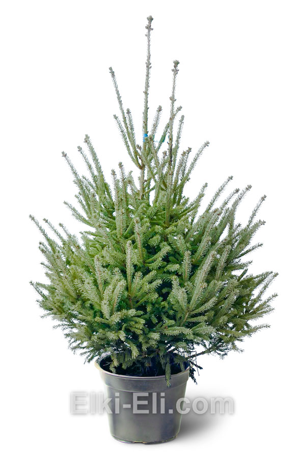 Ель канадская сизая 80-100 см