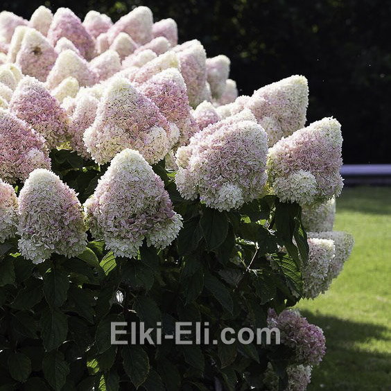 Гортензия метельчатая Summer Love в горшке, фото куста