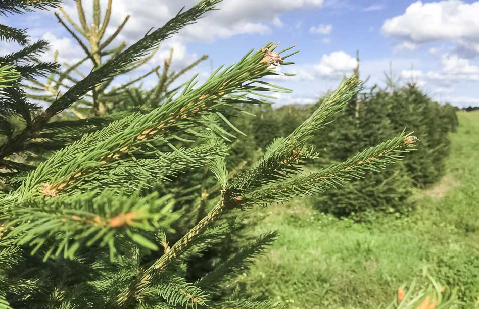 Большие русские ёлки уже в продаже — выбирайте свою ёлку к Новому году!