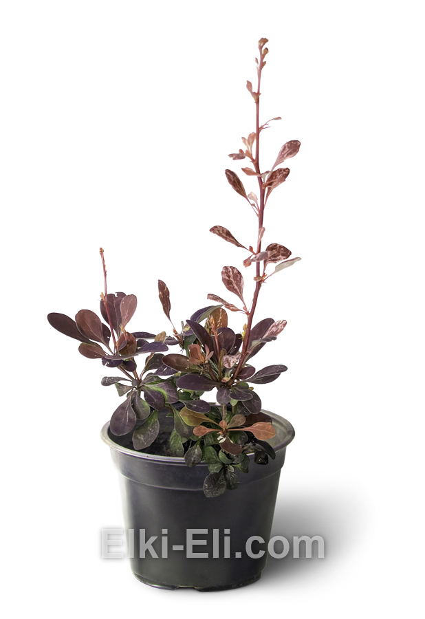 Листва Барбариса Тунберга ‘Rose Glow’