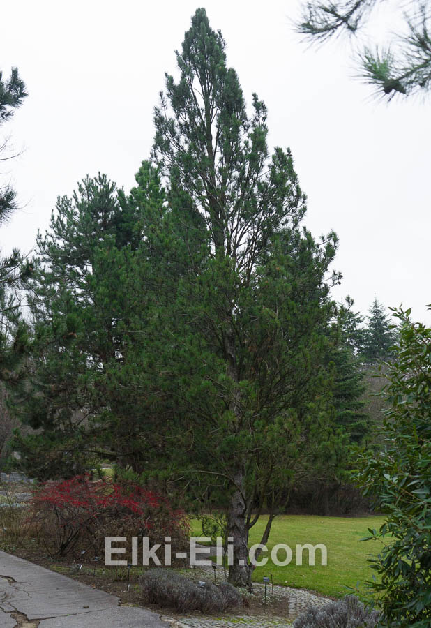 Сосна черная (австрийская), живое новогоднее дерево в питомнике, фото