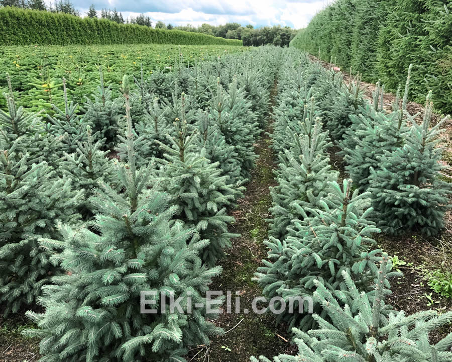 Ель колючая зеленая, живое новогоднее дерево в питомнике, фото