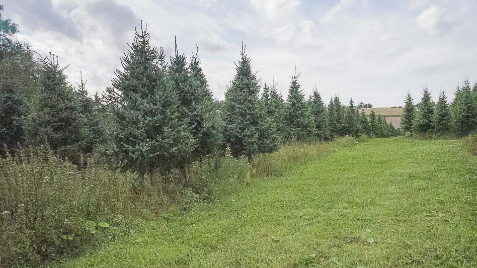  В продаже появились большие ёлки!