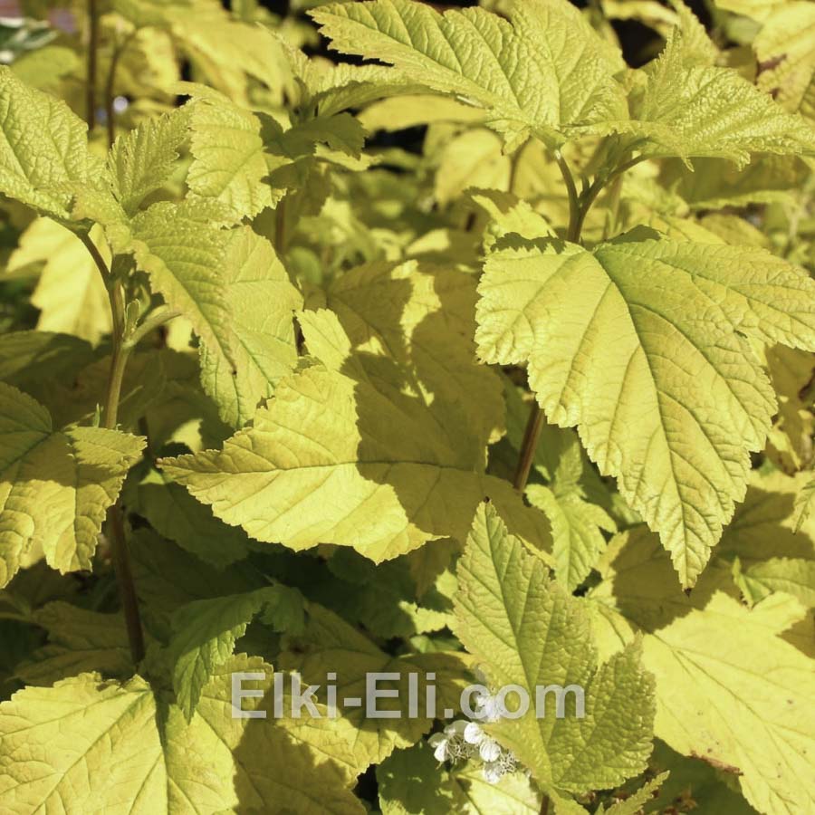 Пузыреплодник калинолистный Dart's Gold в горшке, фото листа