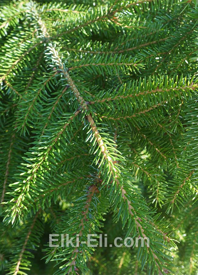 Ель сибирская хвоя