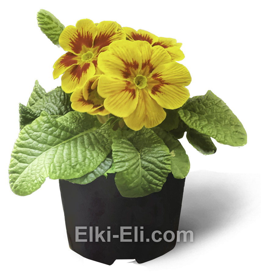 Примула желтая с красной каймой, фото