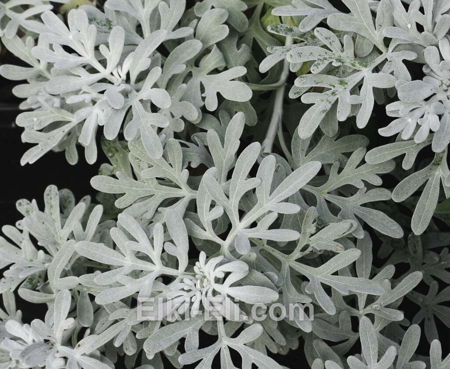 Полынь Стеллера, фото листвы