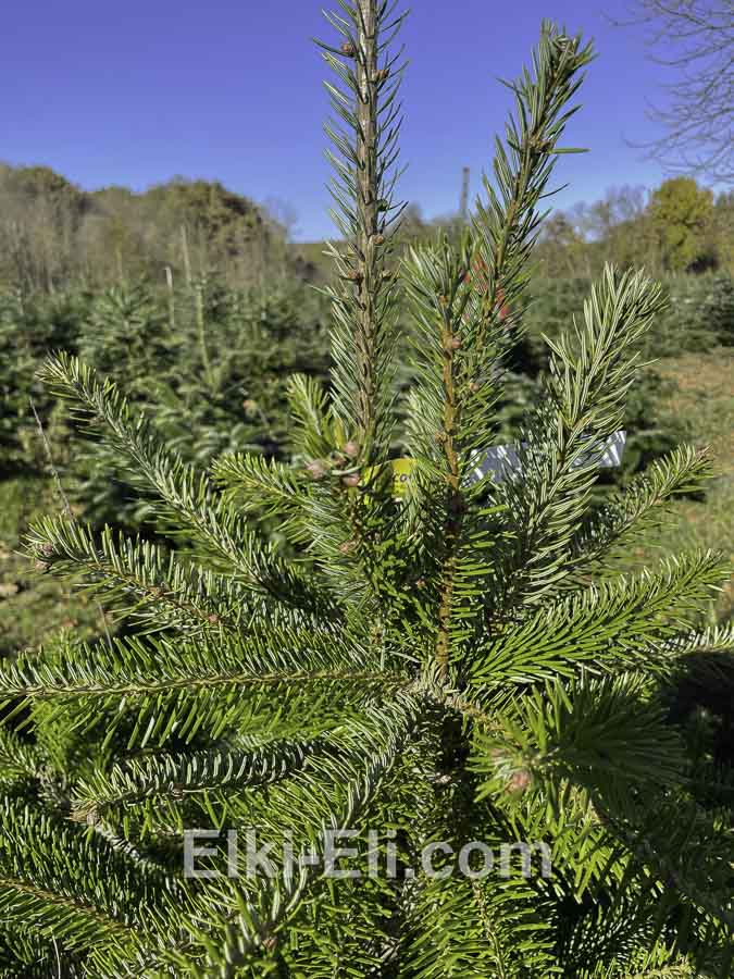 Пихта Кавказская, фото хвои