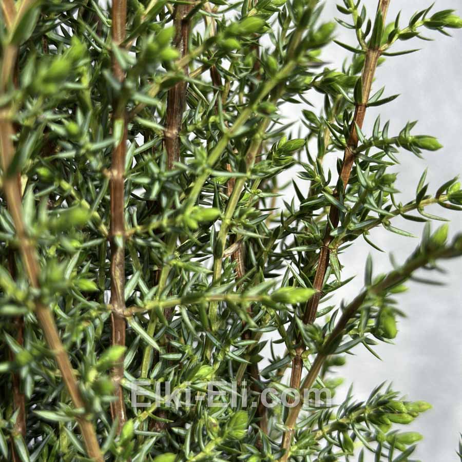 Можжевельник обыкновенный Arnold в горшке, фото Можжевельник обыкновенный Arnold в горшке, фото