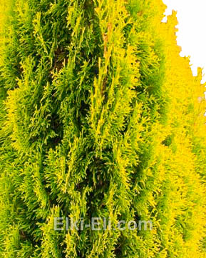 Туя западная европа голд, фото хвои