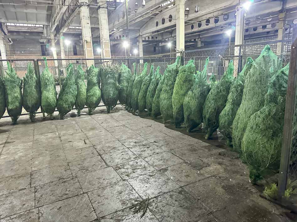 Встречайте: Пихты Фрайзера и Пихты Нордмана уже на складе!