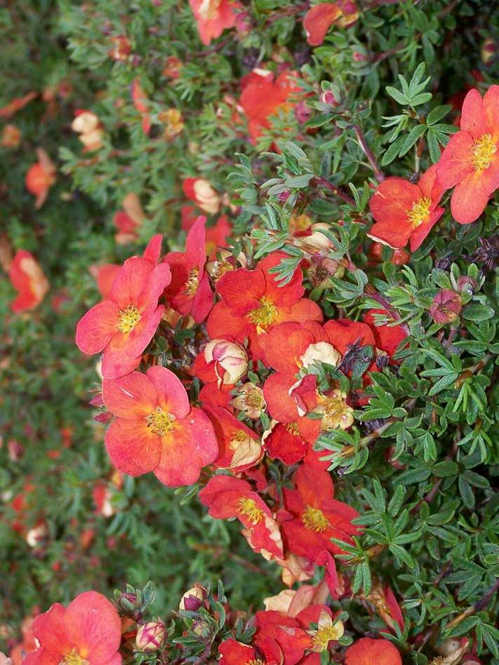 Цветы лапчатки кустарниковой Marian Red Robin