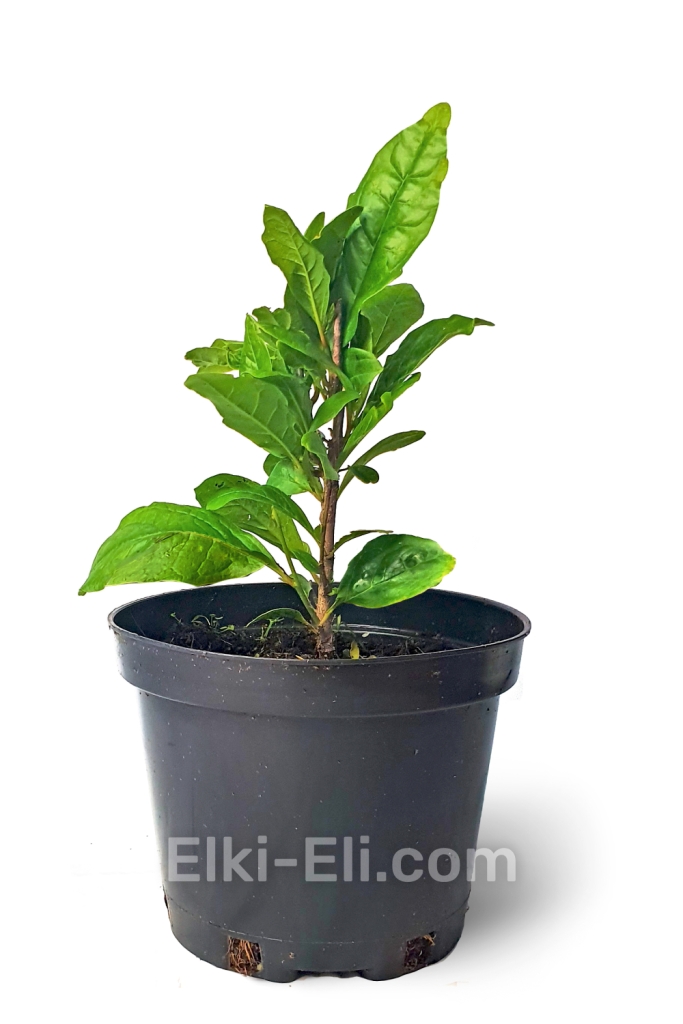 Магнолия Susan 20-40-60 см