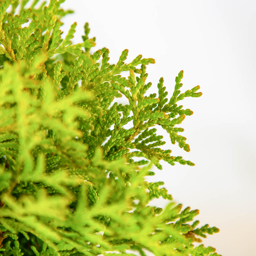 Туя западная Danica в горшке, фото хвои