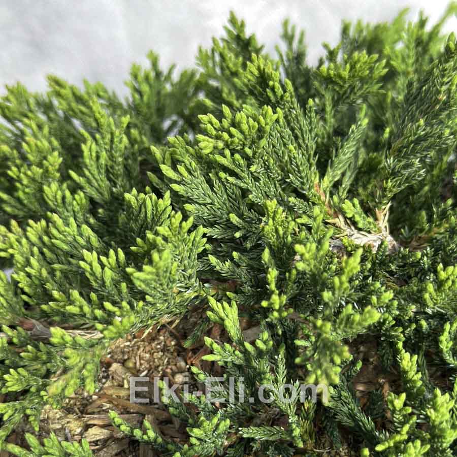 Можжевельник горизонтальный Prince of Wales в горшке Можжевельник горизонтальный Prince of Wales в горшке