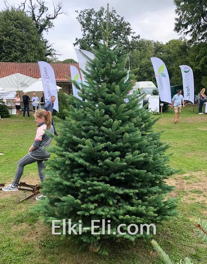 Скандинавская пихта, живое новогоднее дерево в питомнике, фото