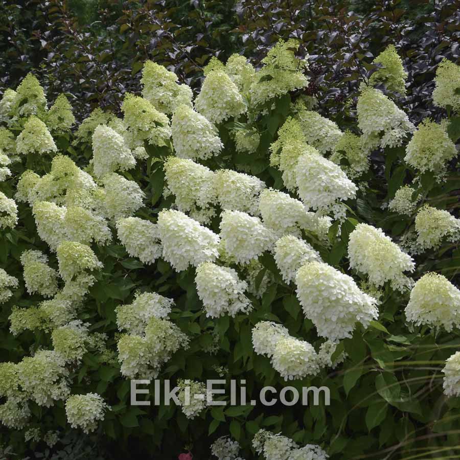 Гортензия метельчатая Phantom в горшке, фото