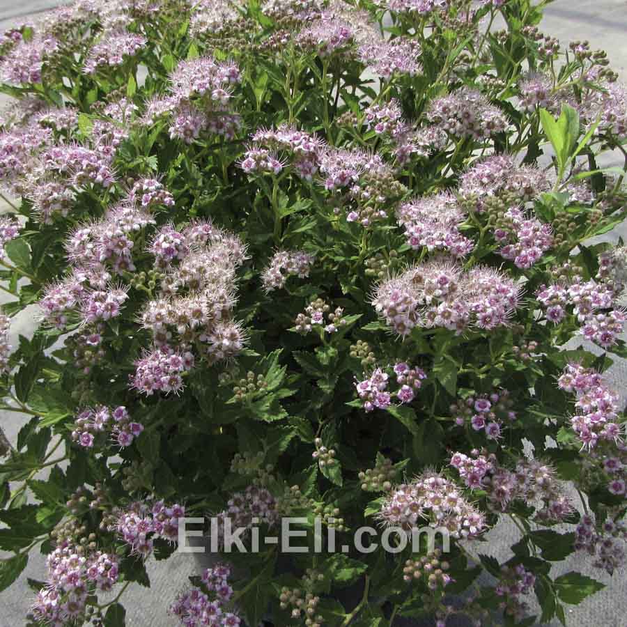 Спирея японская Japanese Dwarf в горшке, фото