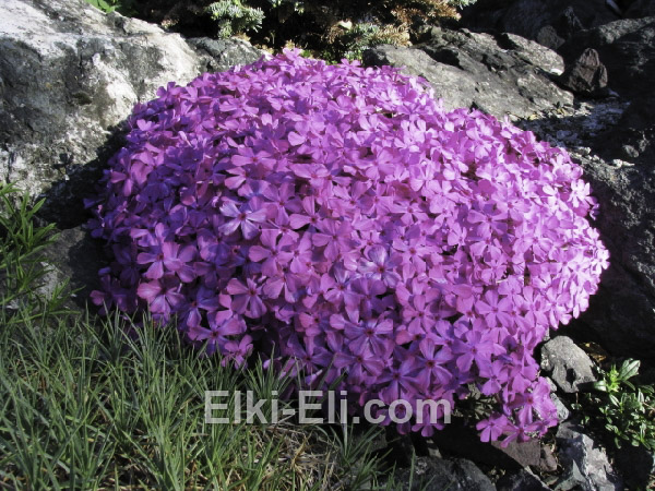 Флокс шиловидный MacDaniels Cushion в ландшафте