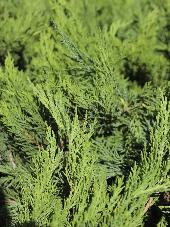 Можжевельник средний Mint Julep, фото хвои Можжевельник средний Mint Julep, фото хвои
