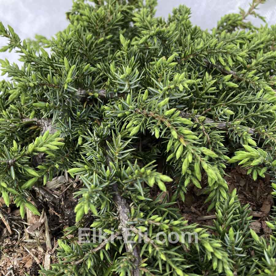 Можжевельник обыкновенный Green Carpet в горшке Можжевельник обыкновенный Green Carpet в горшке