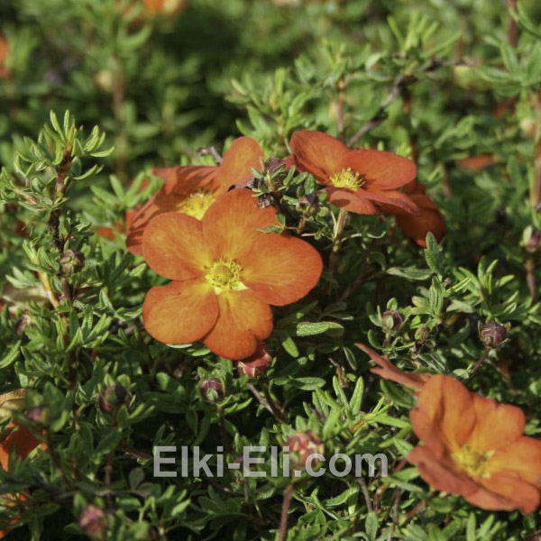 Лапчатка кустарниковая Red Ace в горшке, фото цветков