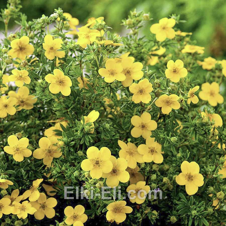 Лапчатка кустарниковая Goldfinger в горшке, фото цветков Лапчатка кустарниковая Goldfinger в горшке, фото цветков