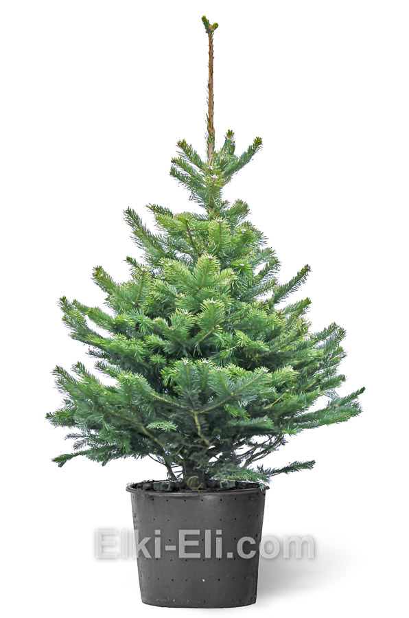 Пихта скандинавская, фото хвои