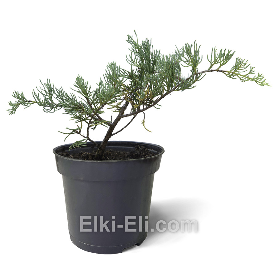 Можжевельник виргинский Grey Owl в промышленном горшке, фото Можжевельник виргинский Grey Owl в промышленном горшке, фото