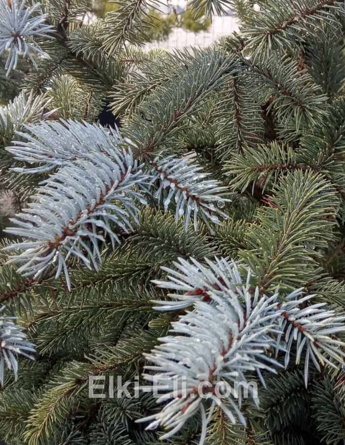Ель колючая Фат Альберт