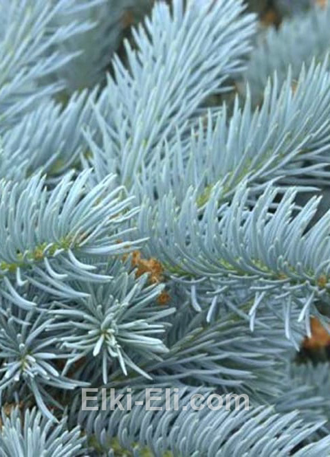 Ель колючая эдит.